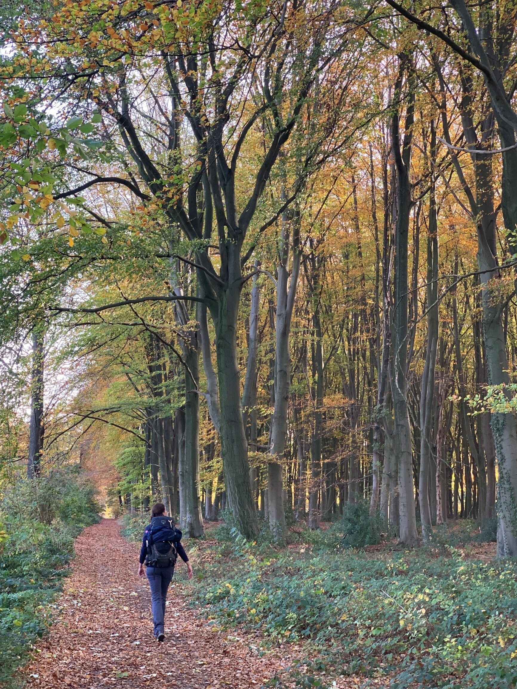 LR Epen_hoogste_bos_zuid-limburg_krijtlandpad.JPG