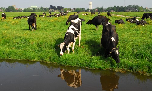 p58 koeien in 't Groene Hart (Z van Nw-Lekkerland).jpg