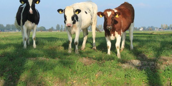 Biologische Boeren Buren Wandelroute Noordeloos
