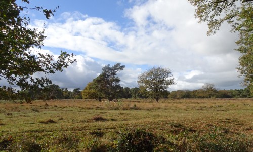 Heide Strubben-Kniphorstbosch.JPG