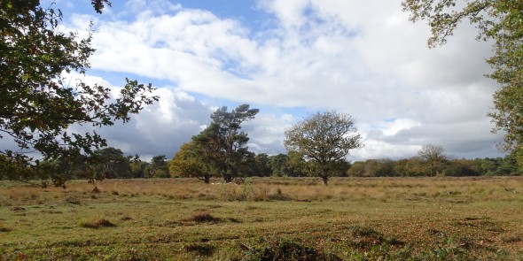 Heide Strubben-Kniphorstbosch.JPG