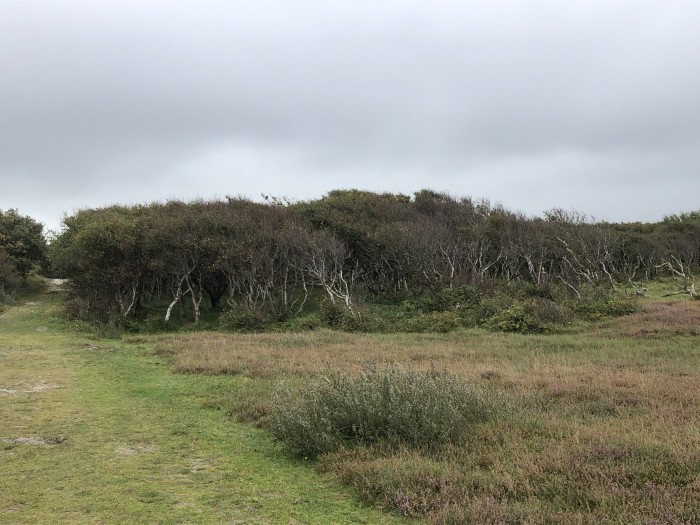 scheefgewaaide bomen