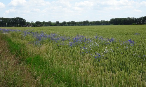 bloemenstrook langs tarweakker.JPG