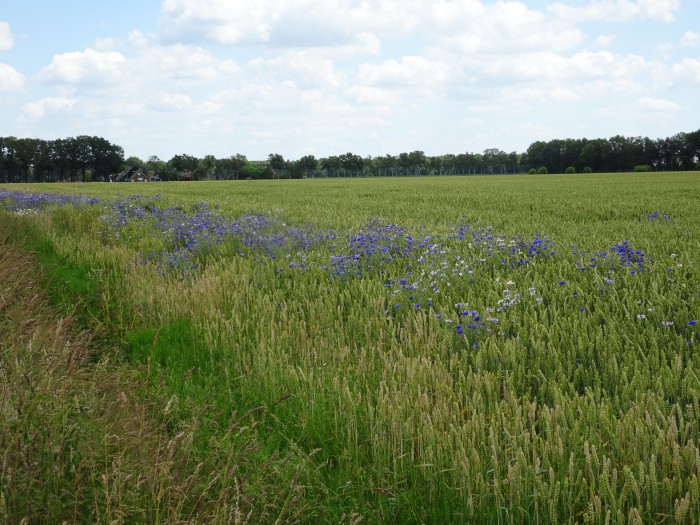bloemenstrook langs tarweakker