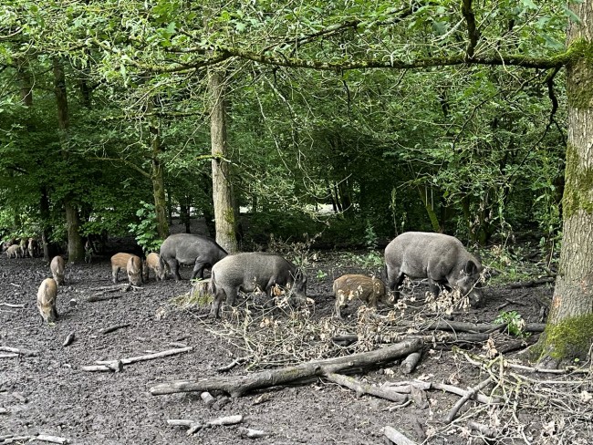 Wilde zwijnen met jongen in Natuurpark Lelystad © Ernst Koningsveld