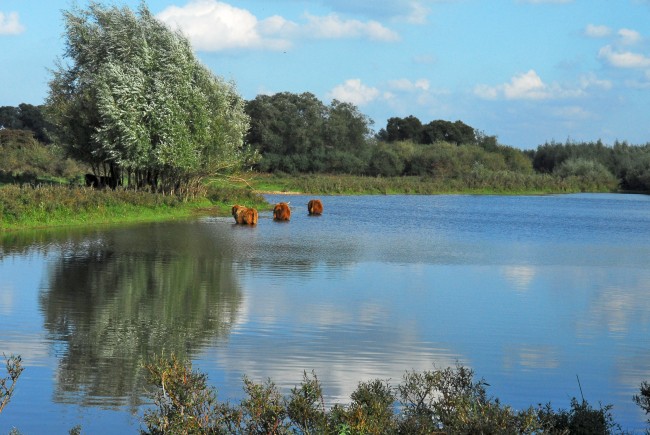 Schotse hooglanders bij Olst- in Duursche Waarden © Ad Snelderwaard