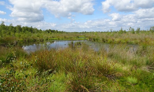 Bargerveen.JPG