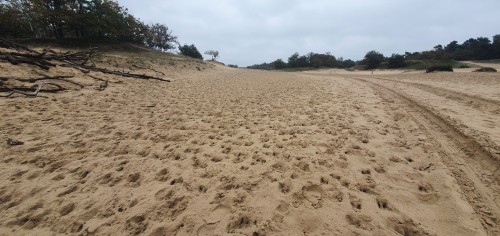 Drunense Duinen henrie van zoggel.jpg