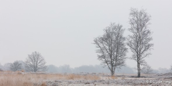 GdH_winter op het Balloerveld.jpg