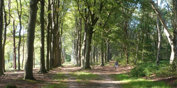 beukendreef Lievensberg Bergen op Zoom