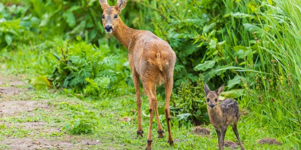 Moeder ree met jong.jpg