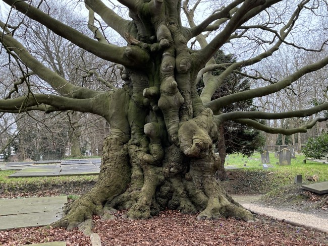 Beuk op begraafplaats Groenestein, Leiden © Ernst Koningsveld