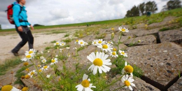 eiland-tholen