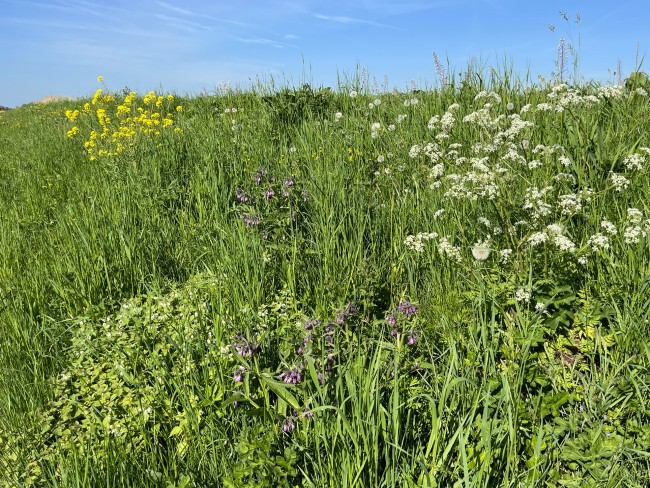 Bermbloemen langs de Galgenwaardnabij Kockengen © Ernst Koningsveld
