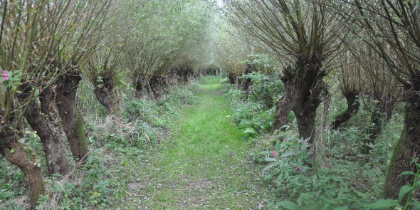 Wilgenbomen bij Biesboschmuseum.JPG