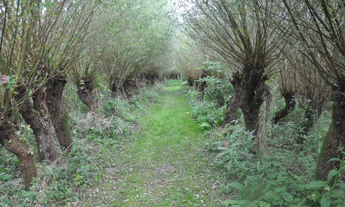 Wilgenbomen bij Biesboschmuseum.JPG