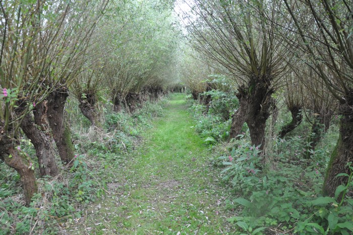 Wilgenbomen bij Biesboschmuseum