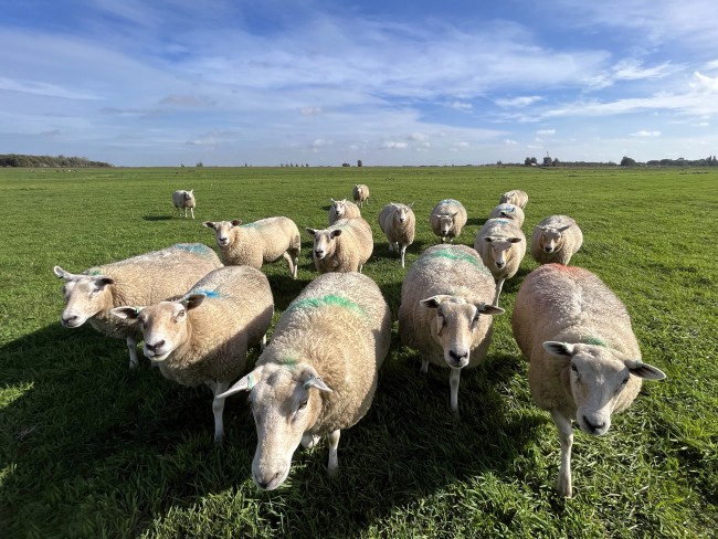 Schapen in het Groene Hart bij Hazerswoude c Ernst Koningsveld