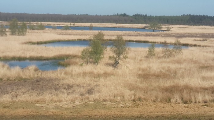 Duurswouder heide 1