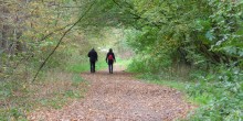 Wandelen in het bos