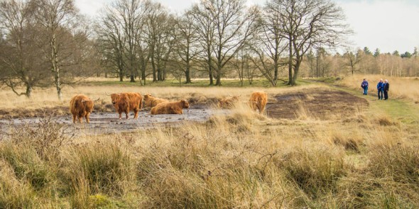 Wandelgemeente_Westerwolde.jpg